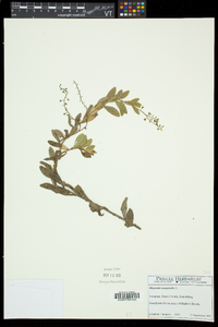 Myosotis scorpioides image