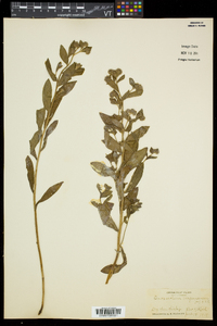 Onosmodium virginianum image