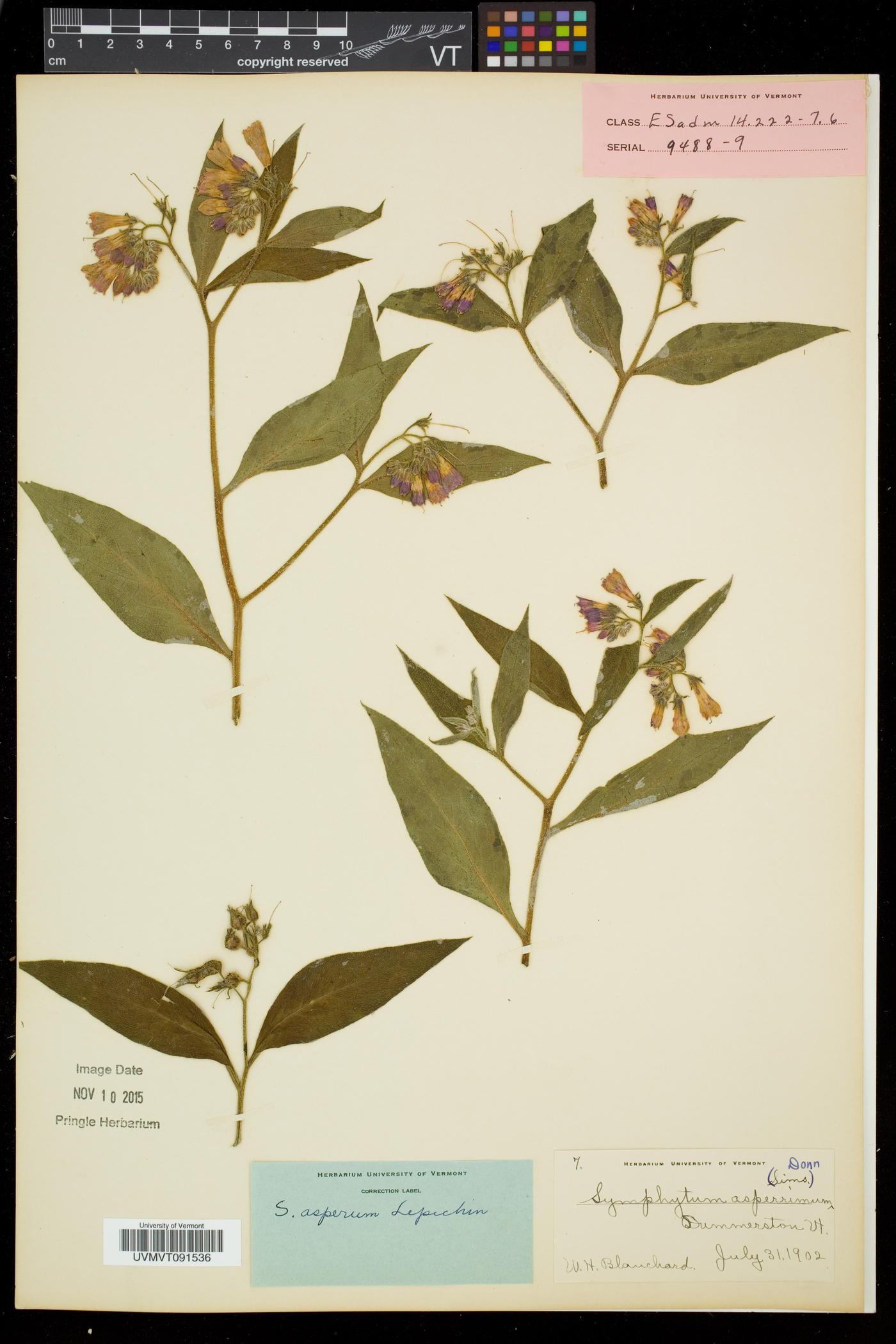 Symphytum asperum image