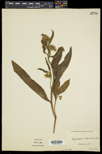 Symphytum officinale image