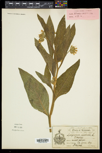 Symphytum officinale image