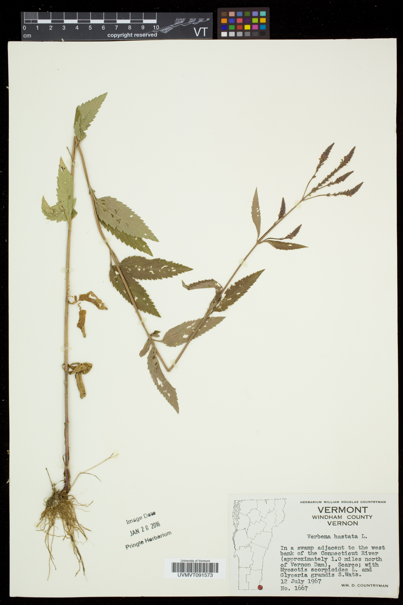 Verbena hastata var. hastata image