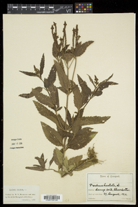 Verbena hastata image