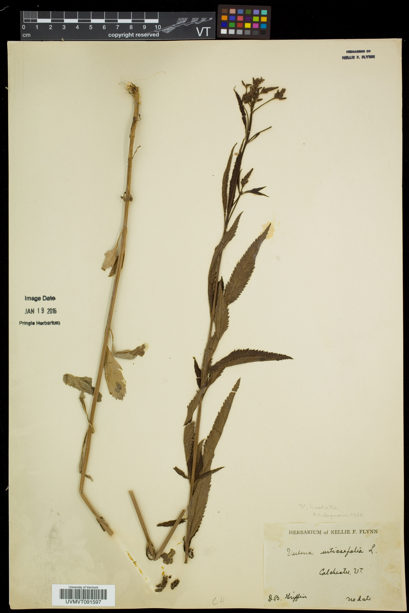 Verbena hastata var. hastata image