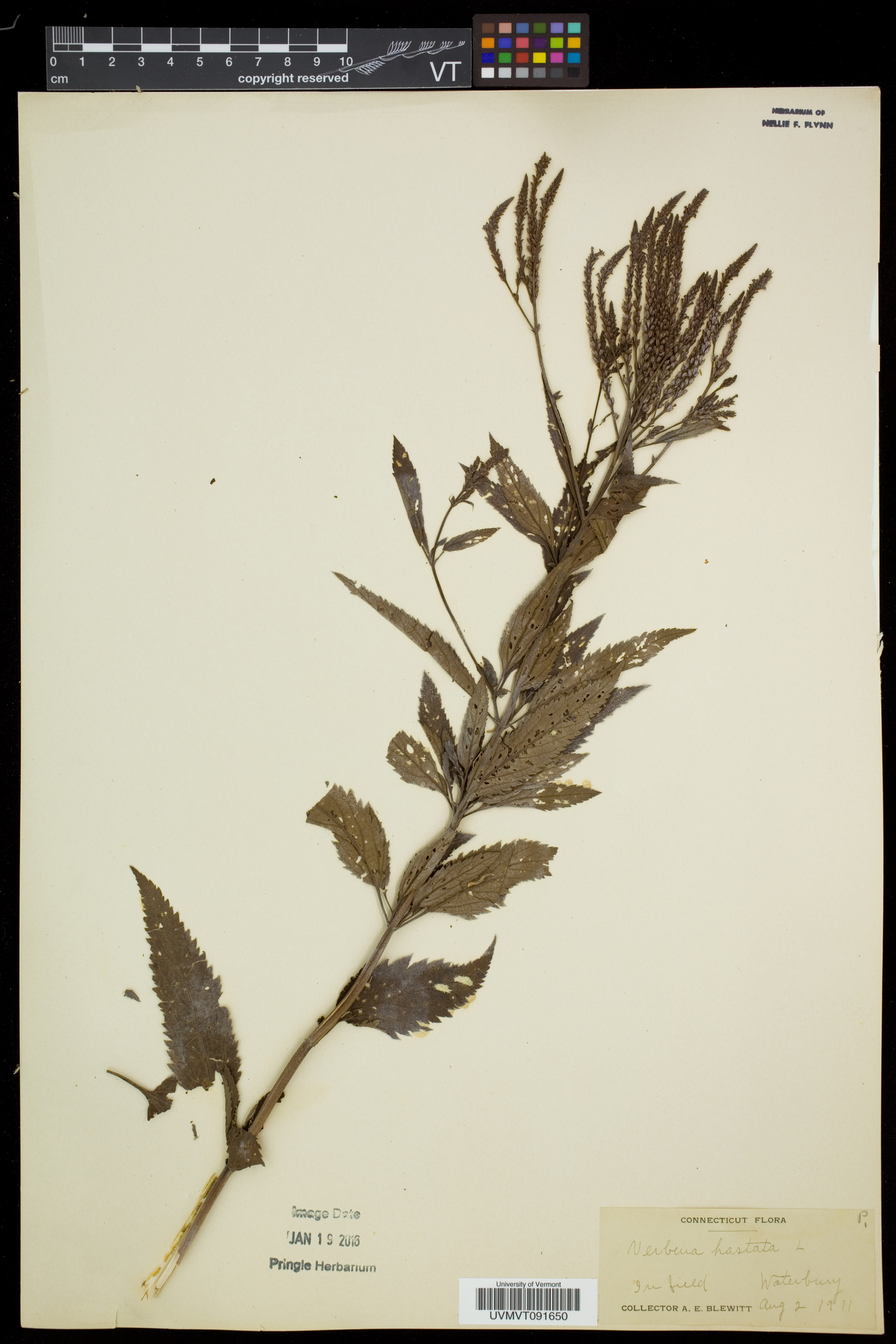 Verbena hastata var. hastata image