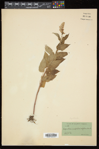 Agastache scrophulariifolia image