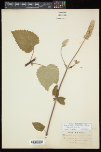 Agastache scrophulariifolia image