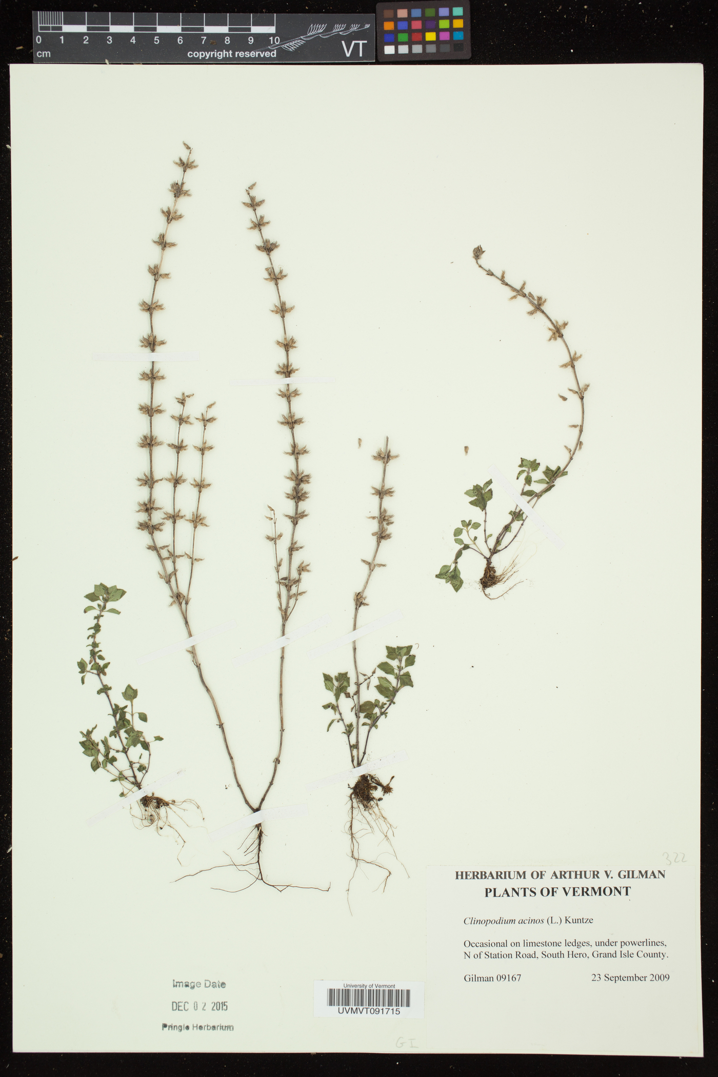 Clinopodium acinos image