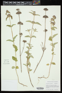 Clinopodium vulgare image