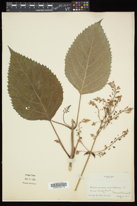 Collinsonia canadensis image