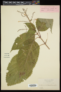 Collinsonia canadensis image