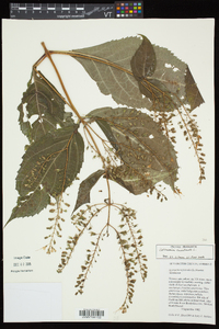 Collinsonia canadensis image