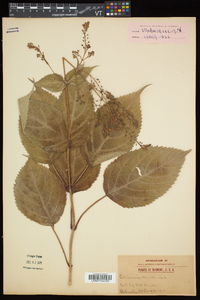 Collinsonia canadensis image