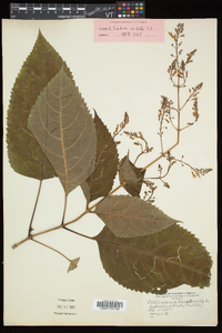 Collinsonia canadensis image