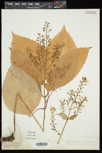 Collinsonia canadensis image