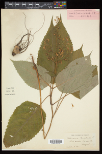 Collinsonia canadensis image