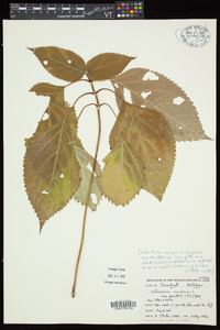 Collinsonia canadensis image