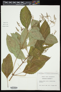 Collinsonia canadensis image