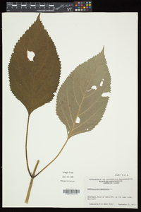 Collinsonia canadensis image