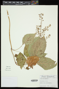 Collinsonia canadensis image