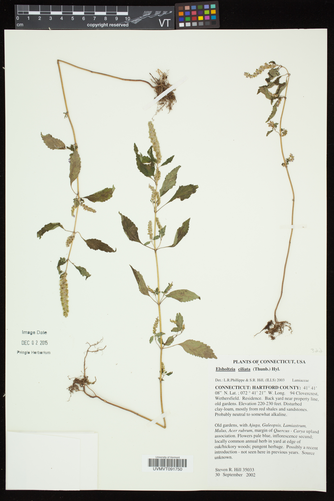 Elsholtzia ciliata image