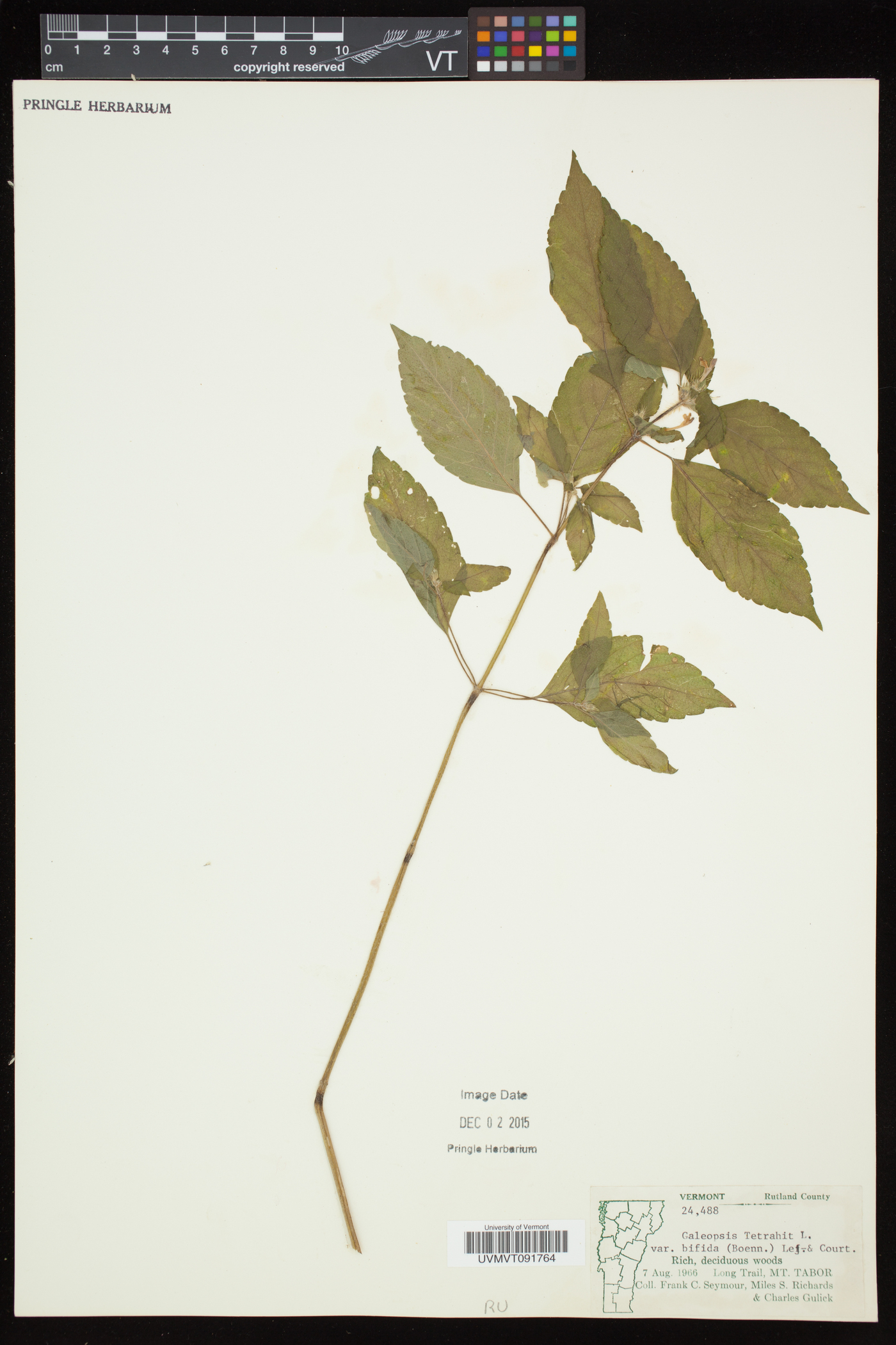 Galeopsis bifida image