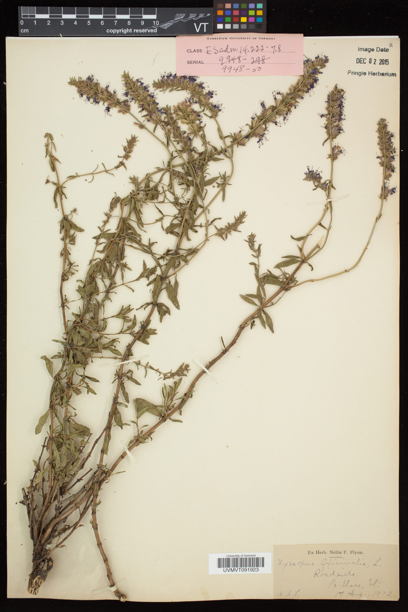 Hyssopus officinalis image