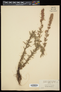 Hyssopus officinalis image