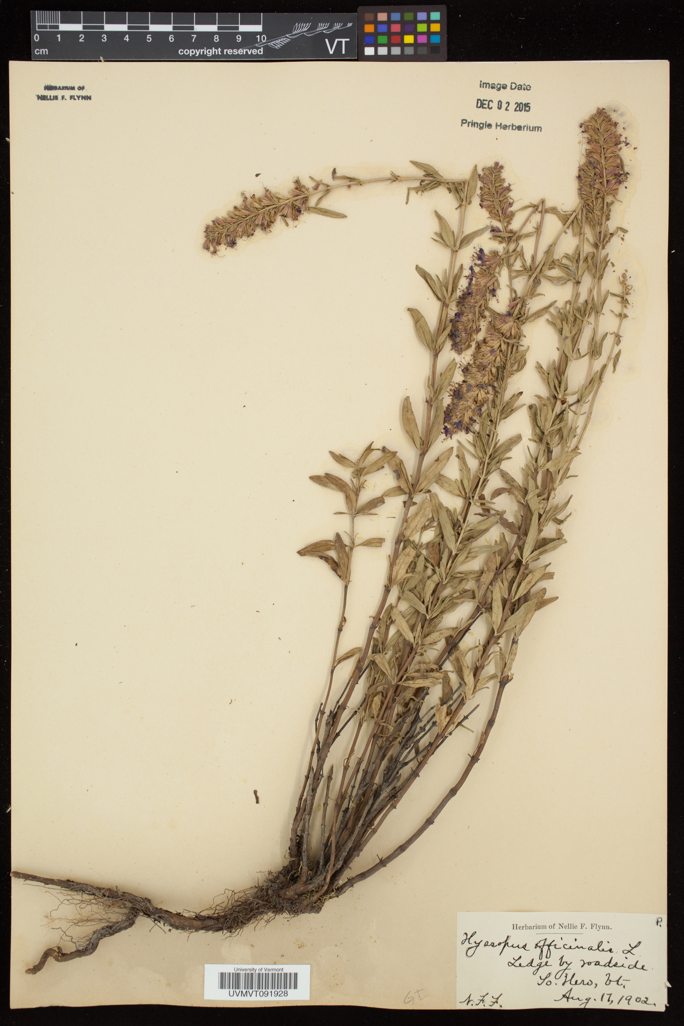 Hyssopus officinalis image