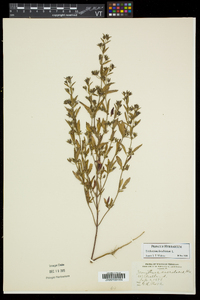 Trichostema coeruleum image