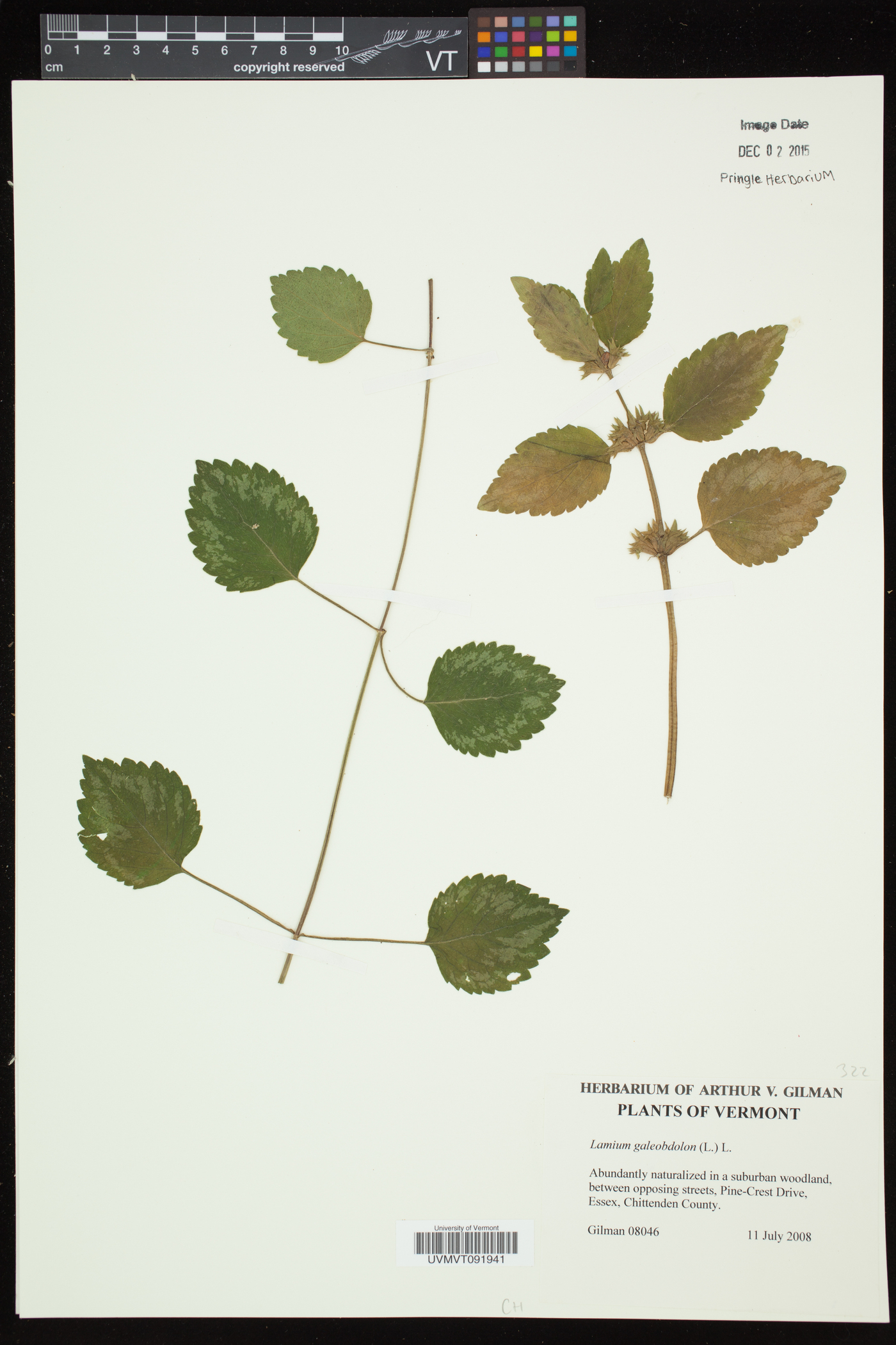 Lamium galeobdolon subsp. galeobdolon image