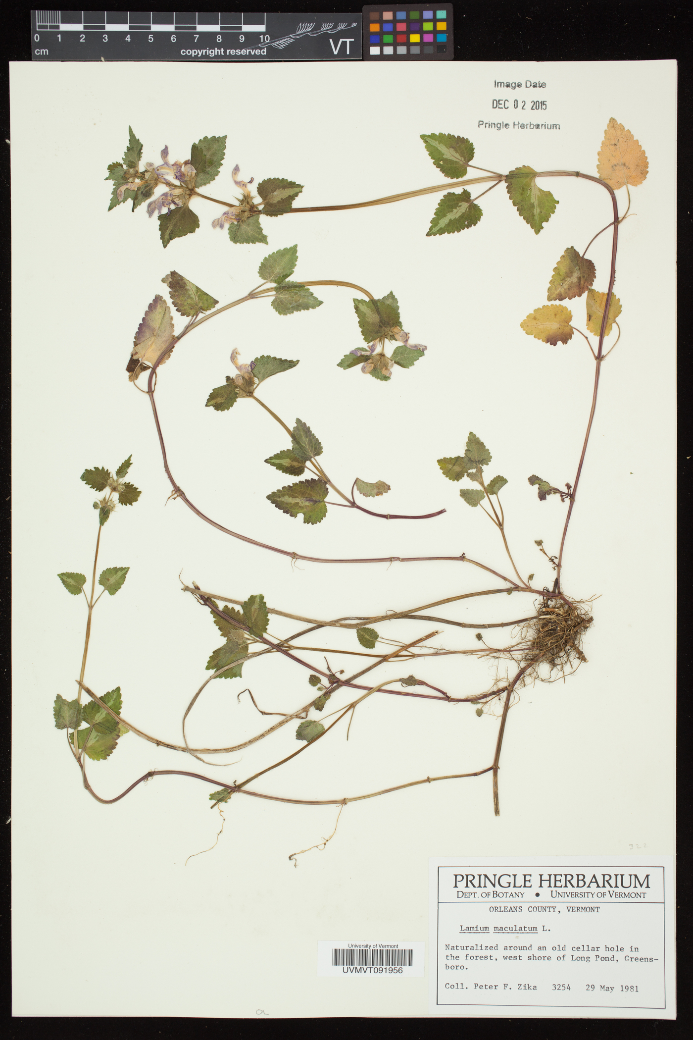 Lamium maculatum image