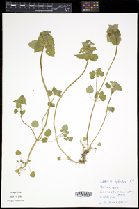 Lamium purpureum var. hybridum image
