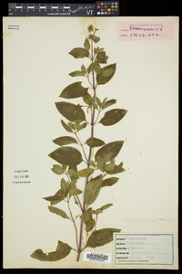 Mentha × piperita image