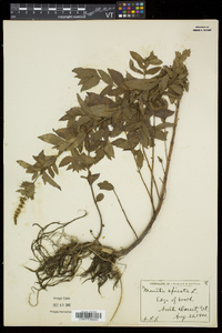 Mentha spicata image