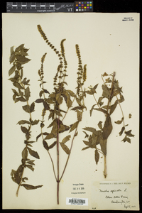 Mentha spicata image