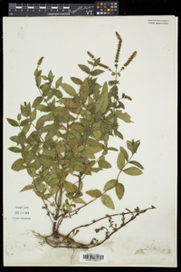 Mentha spicata image