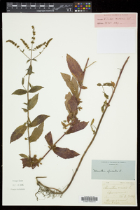 Mentha spicata image