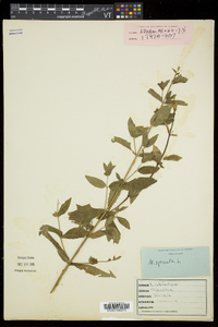 Mentha spicata image