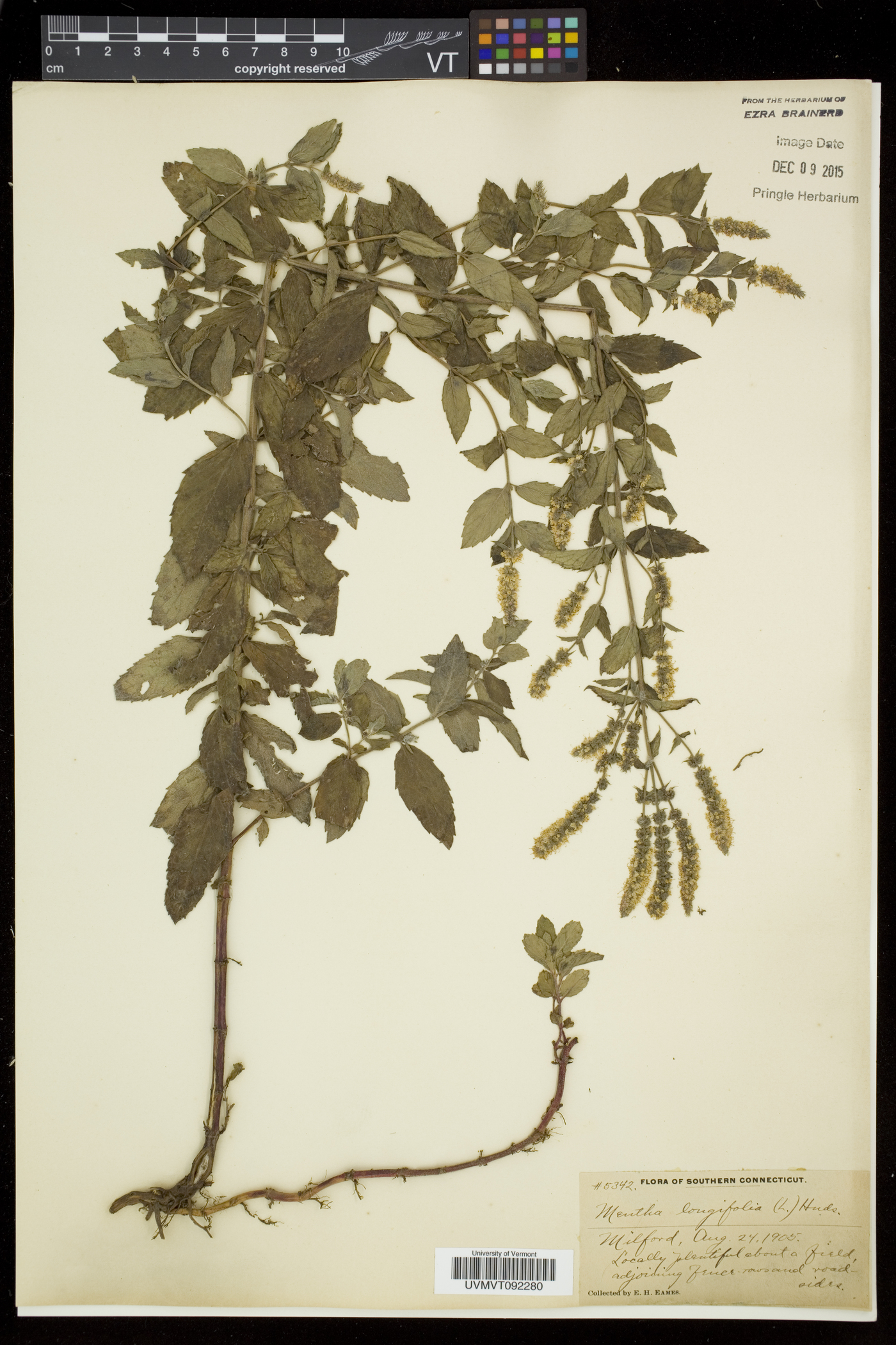 Mentha longifolia image