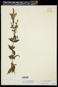 Mentha spicata image