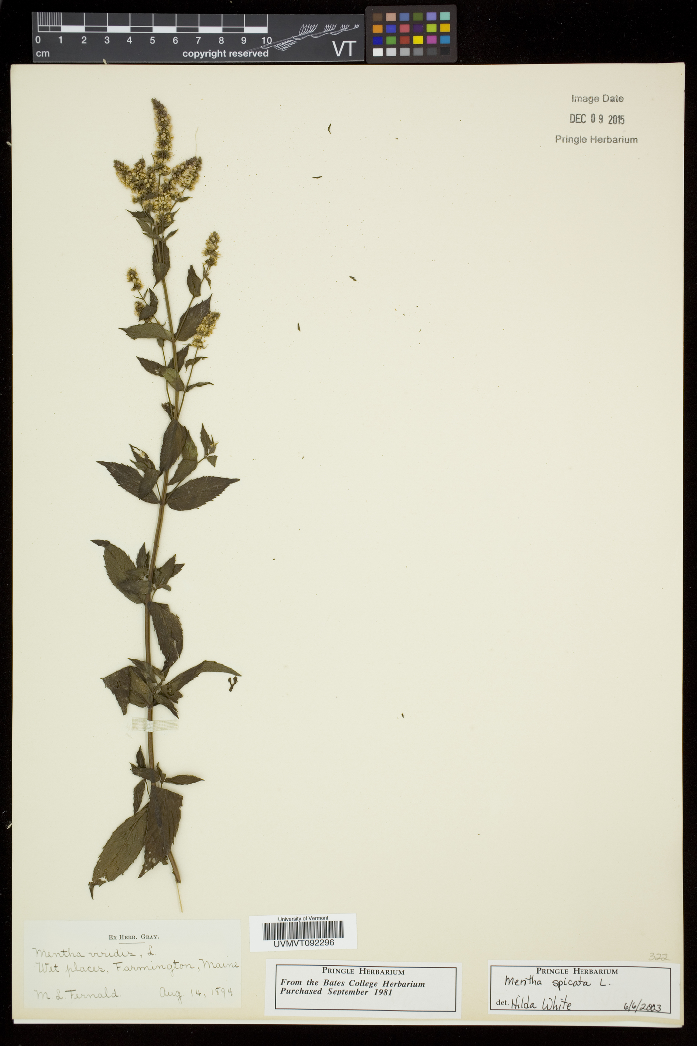 Mentha spicata subsp. spicata image