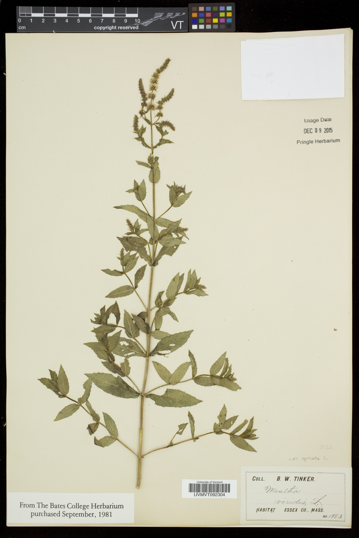 Mentha spicata subsp. spicata image