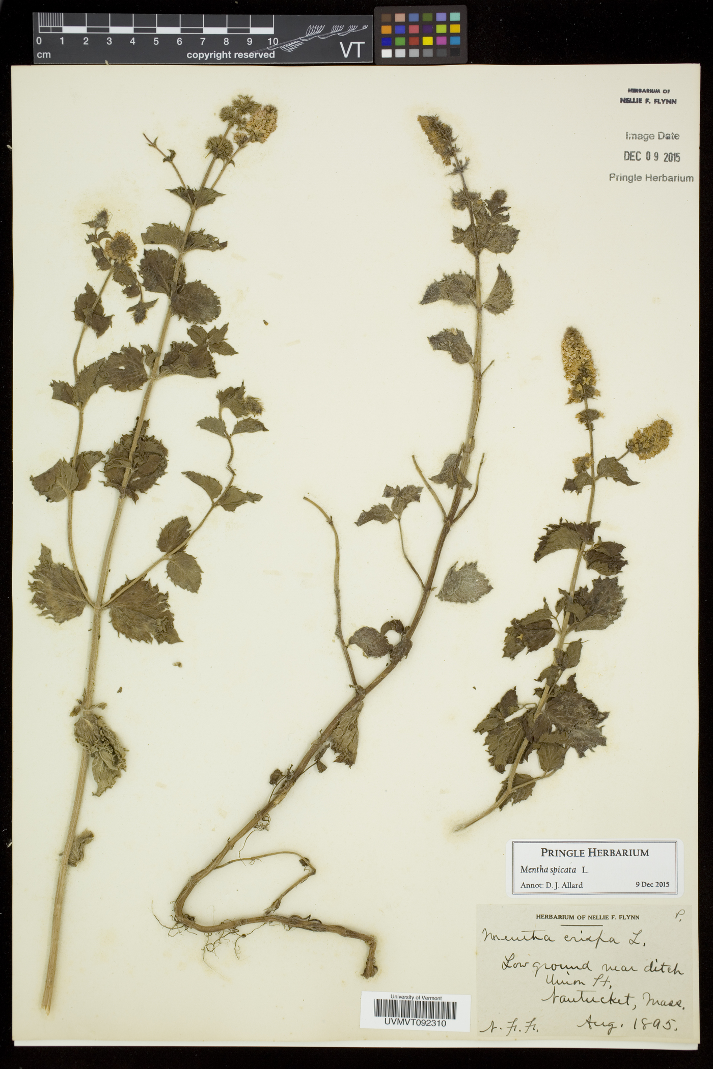 Mentha spicata subsp. spicata image