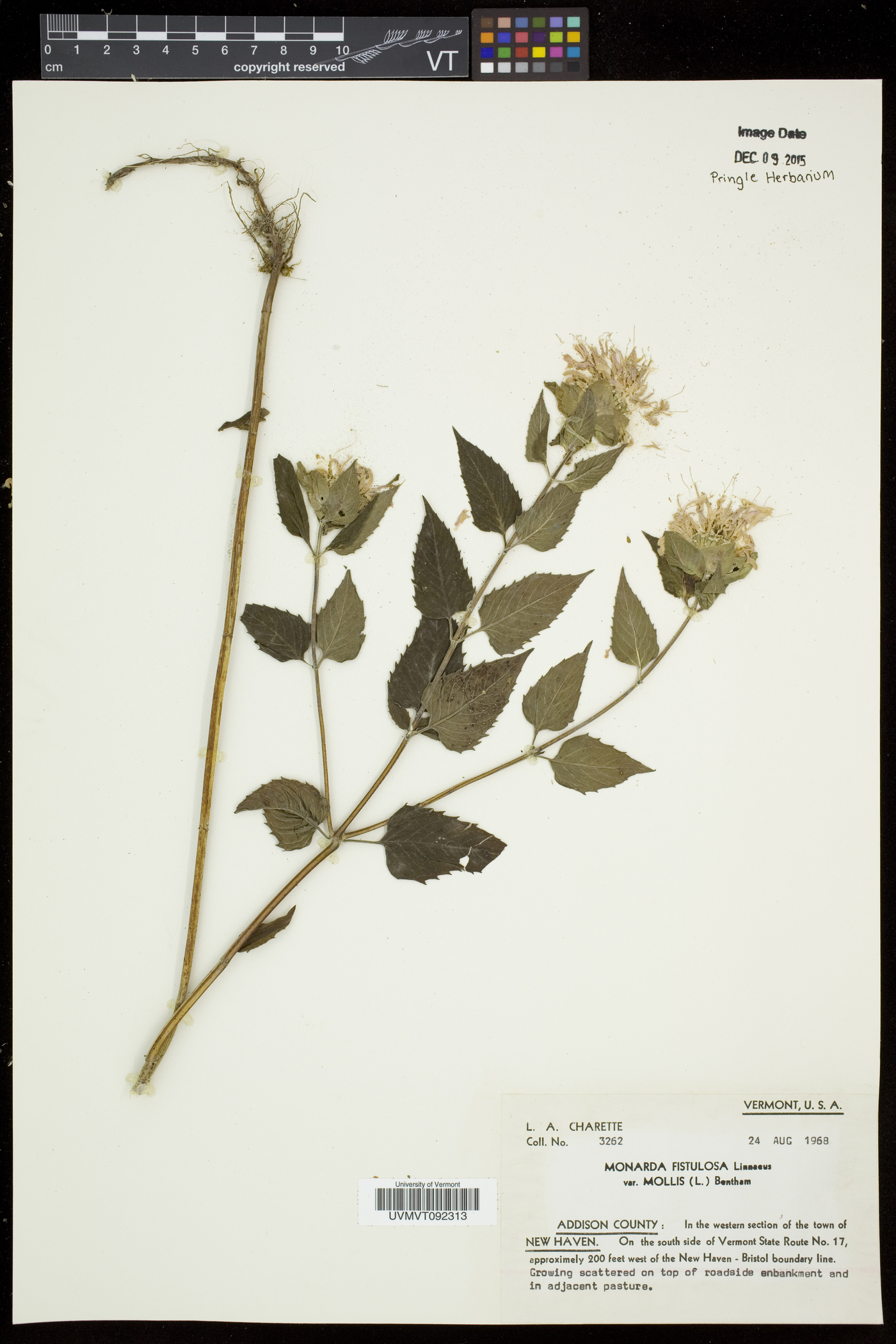 Monarda fistulosa subsp. fistulosa image