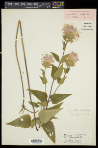 Monarda fistulosa subsp. fistulosa image