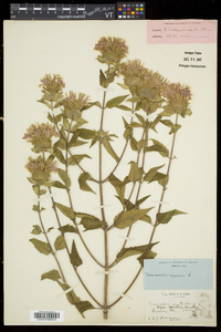 Monarda fistulosa subsp. fistulosa image