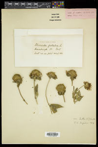 Monarda fistulosa subsp. fistulosa image