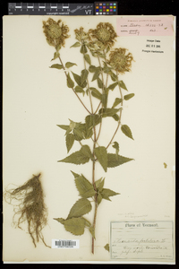 Monarda fistulosa subsp. fistulosa image