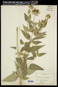 Monarda fistulosa subsp. fistulosa image